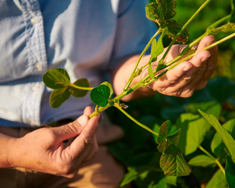 soy-connection-how-is-soybean-oil-made-sustainably-CAVIN-RESOURCES